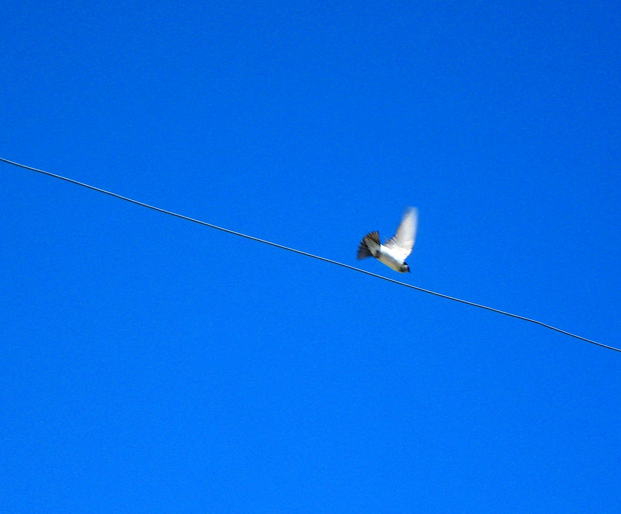 Bird and Wire Photograph by Daniel Schubarth