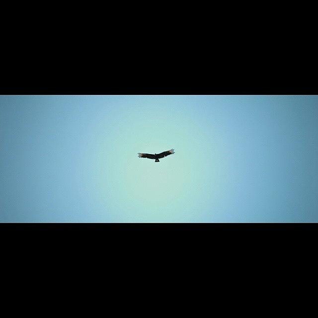 Animal Photograph - #bird #animal #sky #nikon #nikkor by Luiz Lee