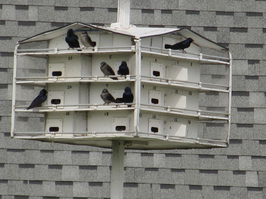 Bird Apartment House Photograph