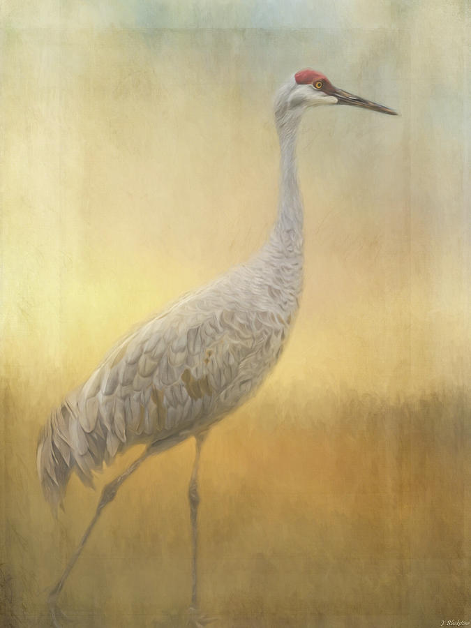Nature Painting - Bird Art - Walking Away by Jordan Blackstone