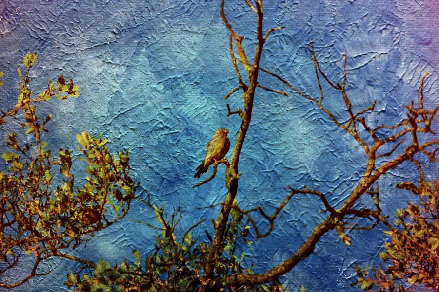 Bird as a painting Photograph by Karl Rose