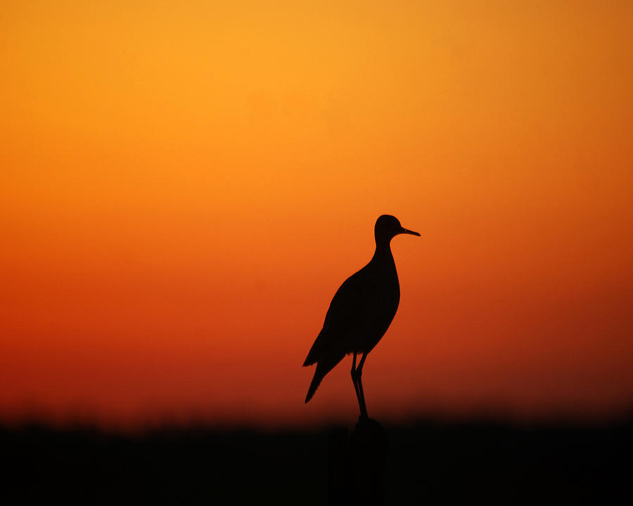 Bird at Sunset Photograph by Pamela Peters