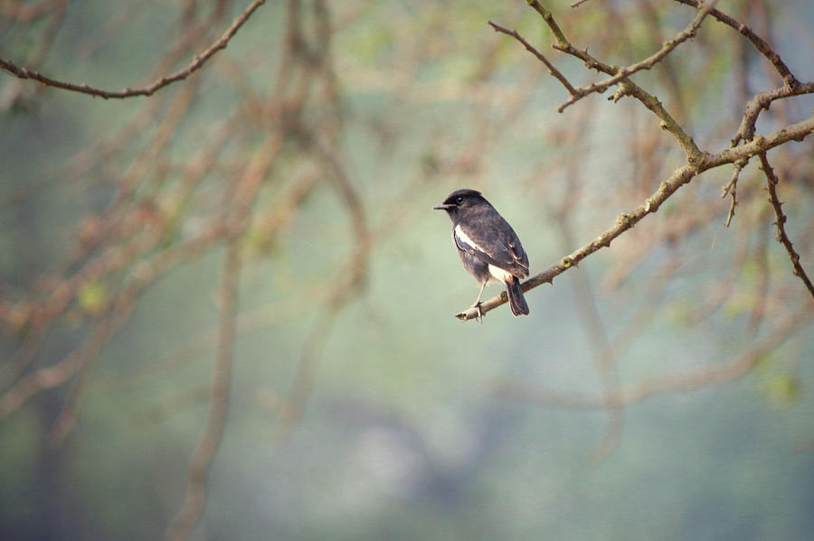 Bird Photograph by Atul Tater