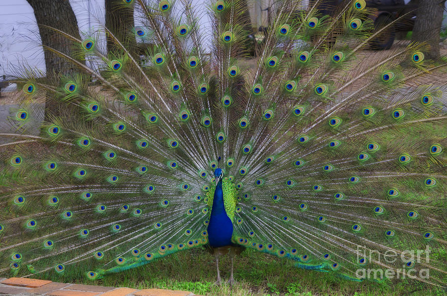 Peacock Strut Photograph by Luther Fine Art