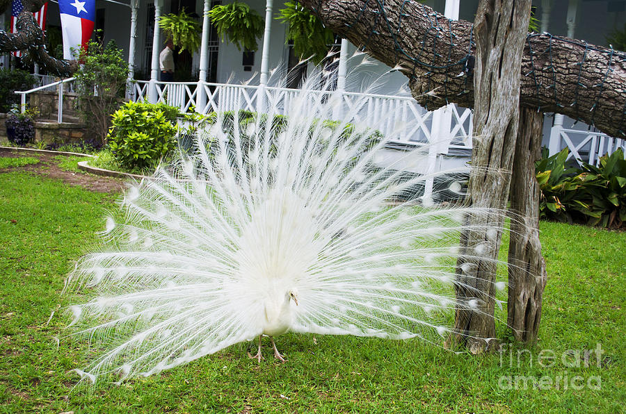 White Peacock Beauty - Photograph by Luther Fine Art