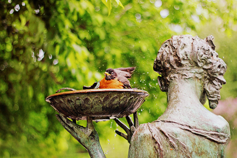 Robin Photograph - Bird Bath Fountain by Jessica Jenney