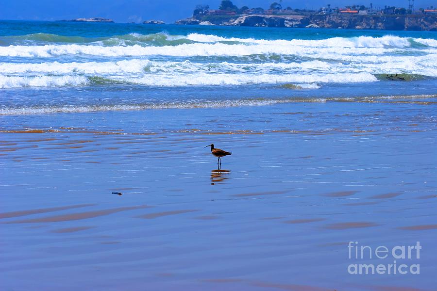 Pismo Beach Bird Photograph by Tap On Photo