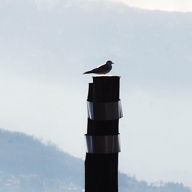 Winter Photograph - Bird. #bird #lagomaggiore #italy by Sasha Dejbakhsh