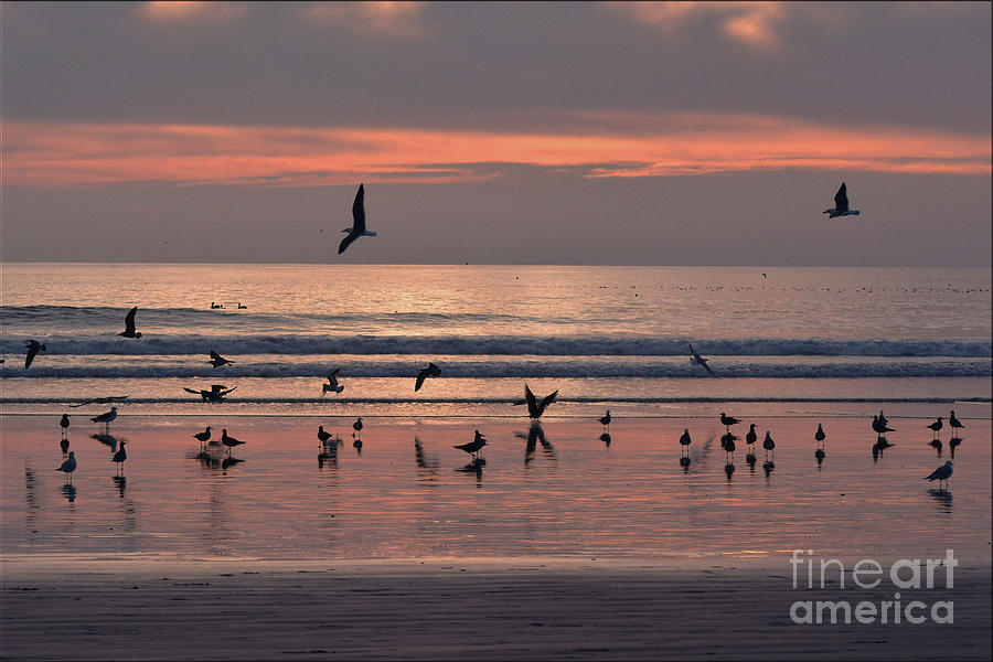 Sunset Photograph - Birds Birds And More Birds by Luv Photography