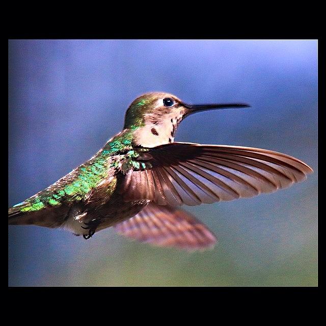 Nature Photograph - #bird #birdwatchers #nature #natureporn by Mark Jackson