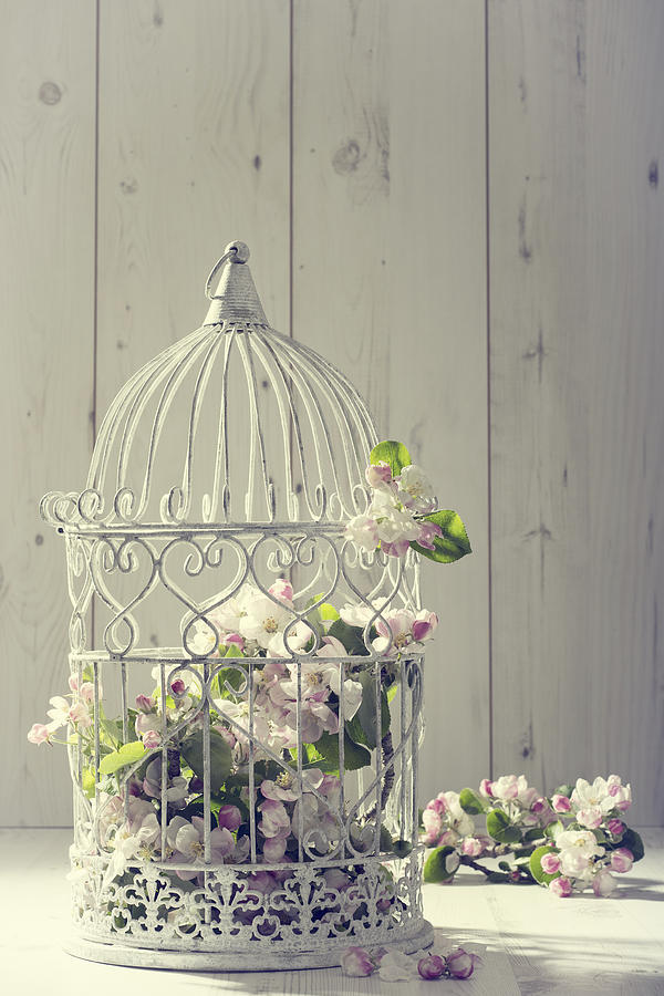 Spring Photograph - Bird Cage by Amanda Elwell
