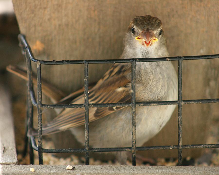 Bird Caged Photograph