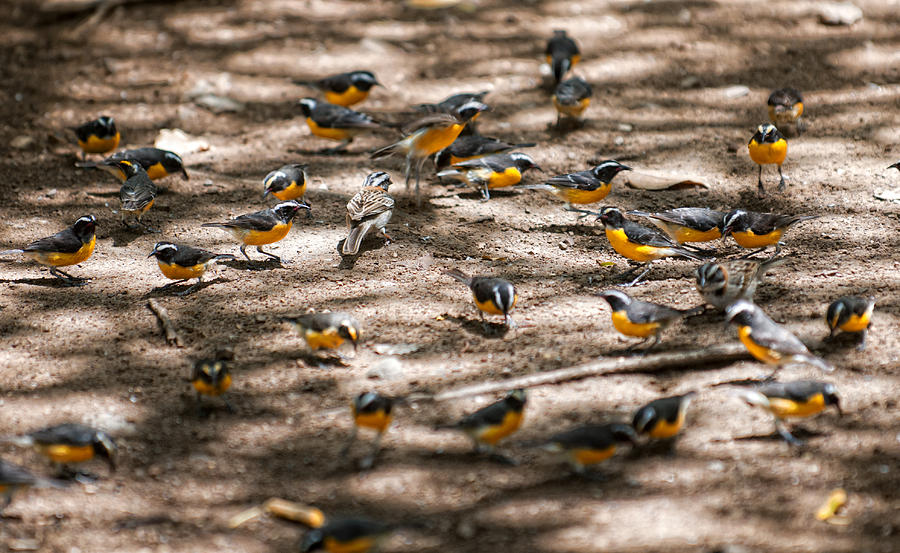 Bird Chaos Photograph by Vessela Banzourkova - Pixels