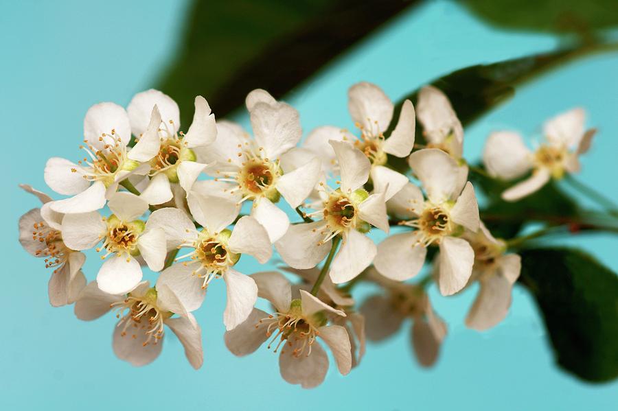 Bird Cherry (prunus Padus) Photograph by Brian Gadsby/science Photo Library