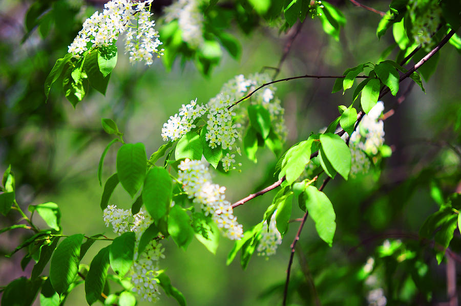 Bird-Cherry Tree at Spring Blooming Photograph by Jenny Rainbow