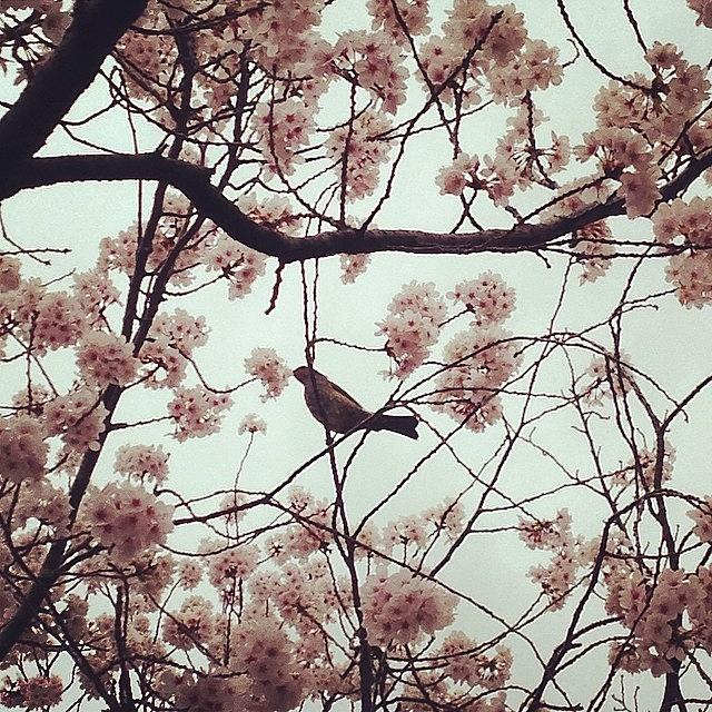 Bird Photograph - #bird #cherryblossoms #landscape by Tokyo Sanpopo