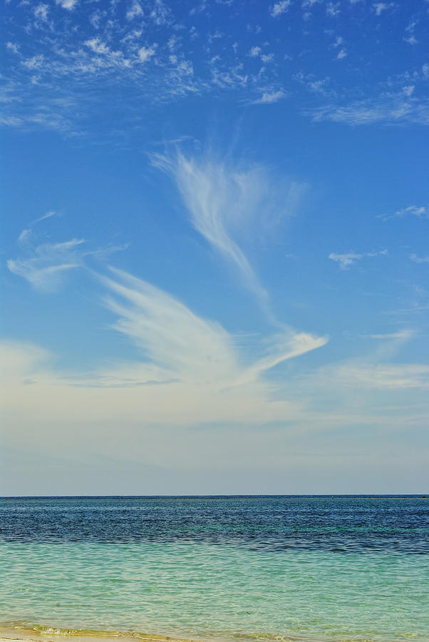 Bird Cloud Photograph by David Hart