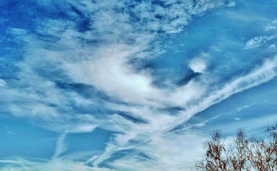 Bird Cloud Soaring By Photograph
