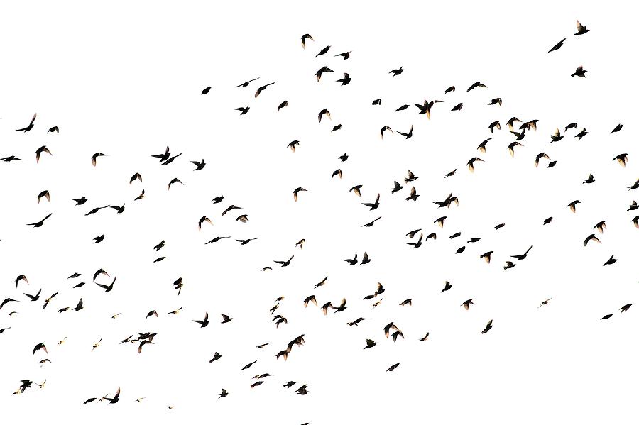 Bird cluster - isolated Photograph by Deepblue4you