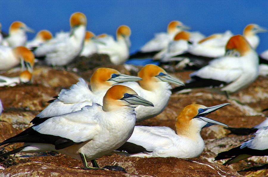 Bird Colony Australia2 Photograph by Henry Kowalski