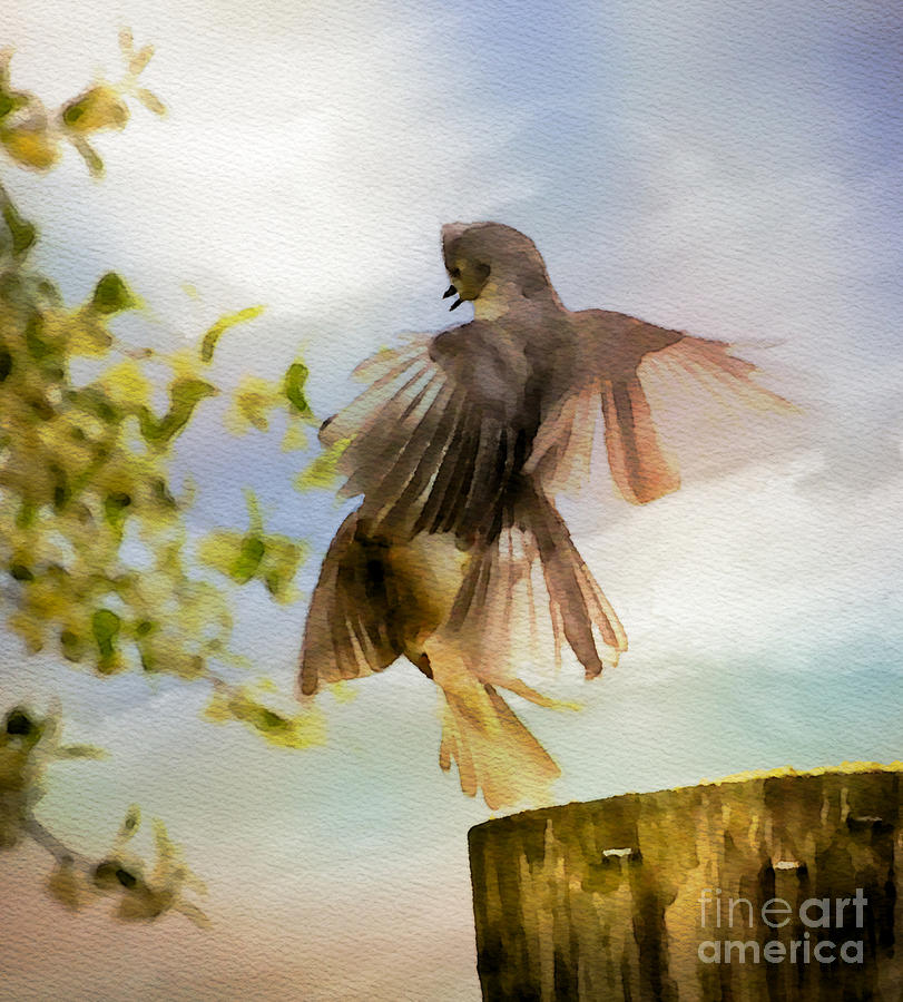 Bird Dance Photograph by Kerri Farley