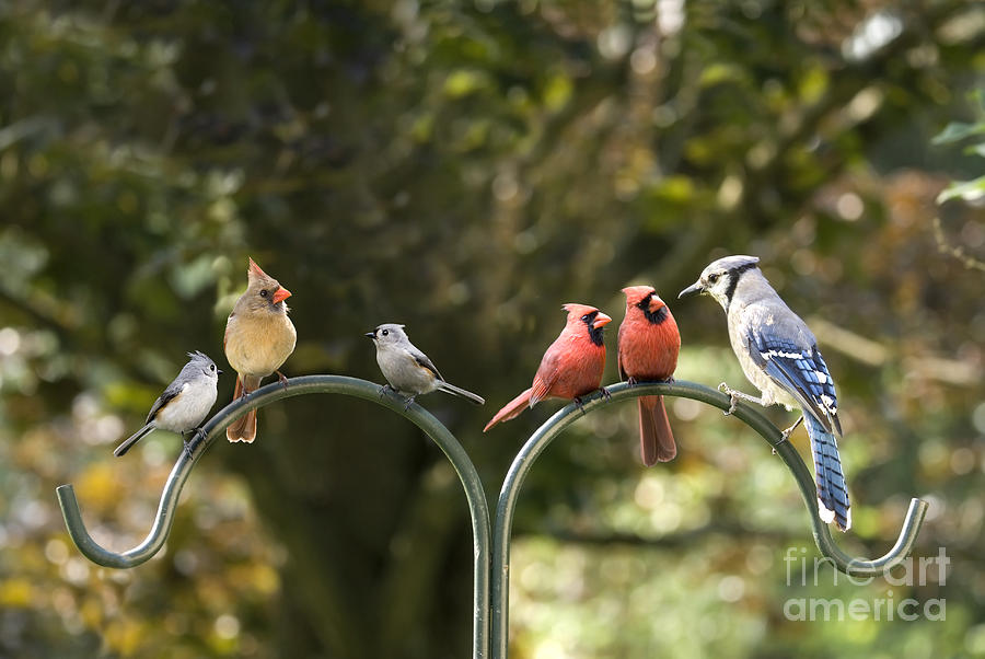 Bird Diversity Meeting Photograph by SAJE Photography - Pixels