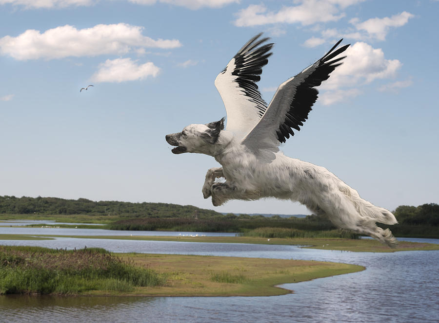 Bird Digital Art - Bird Dog by Rick Mosher
