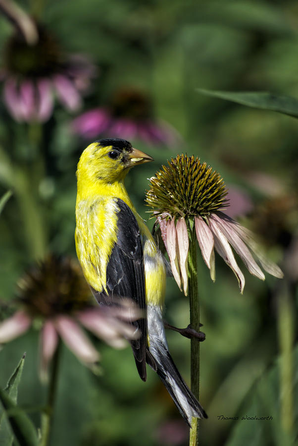 Finch Photograph - Bird Eating Seeds For One by Thomas Woolworth