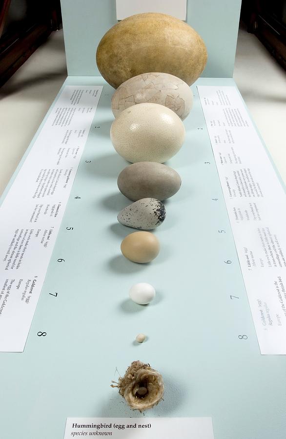 London Photograph - Bird Egg Display by Natural History Museum, London/science Photo Library