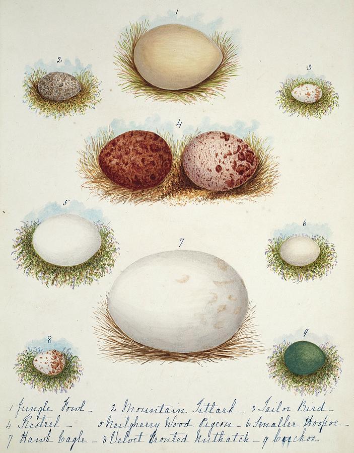 Bird Eggs From India Photograph by Natural History Museum, London/science Photo Library