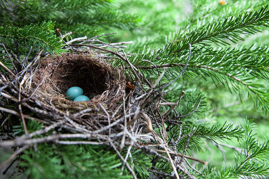 Bird Eggs In A Nest In Glacier National Photograph by Robin Carleton ...