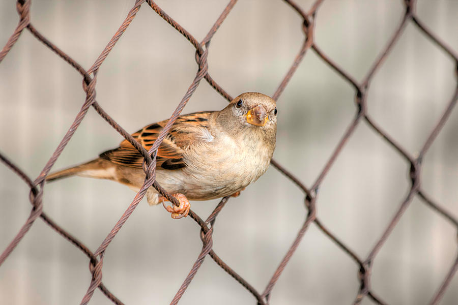 Bird Escape Photograph by Tim Stanley