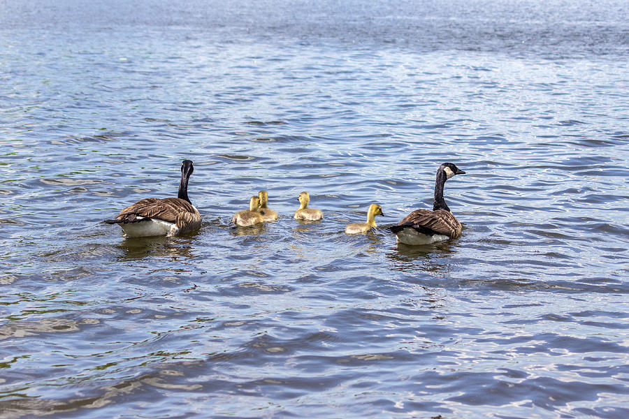 Geese Photograph - Bird Family by Terry Thomas