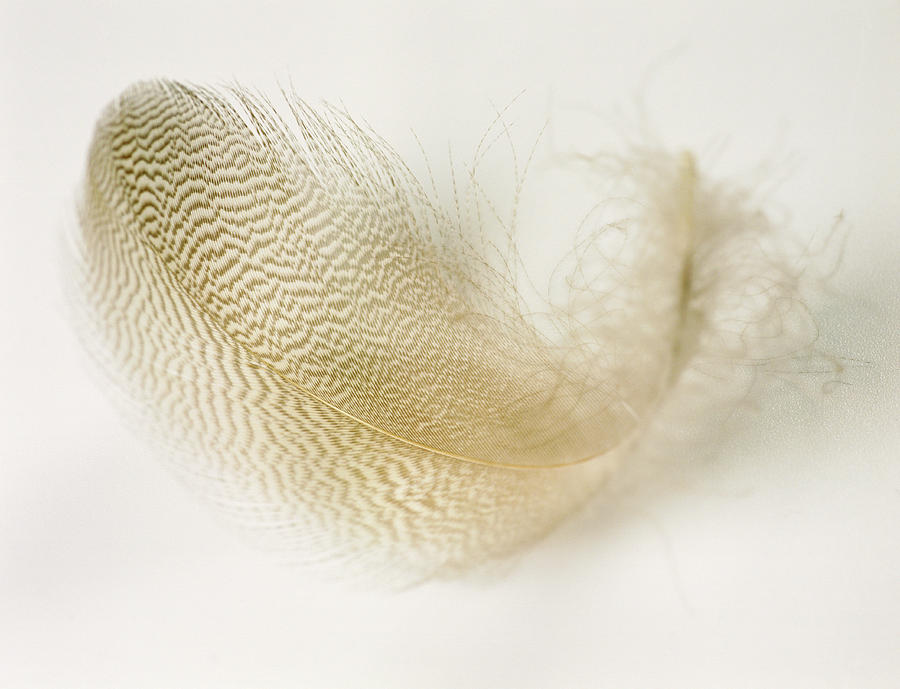Bird Feather Photograph by Gustoimages/science Photo Library