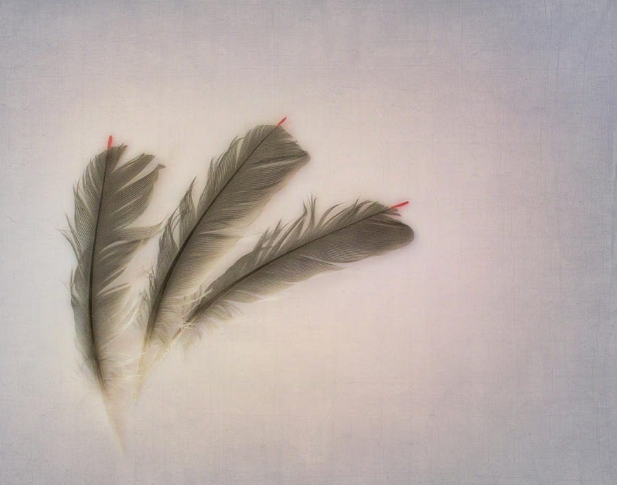Bird Feathers Photograph by David and Carol Kelly