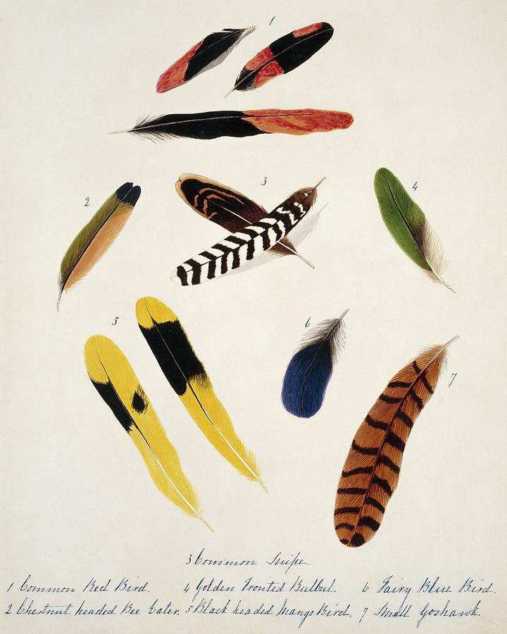 Collection Of Bird Feathers Photograph by Natural History Museum,  London/science Photo Library - Fine Art America