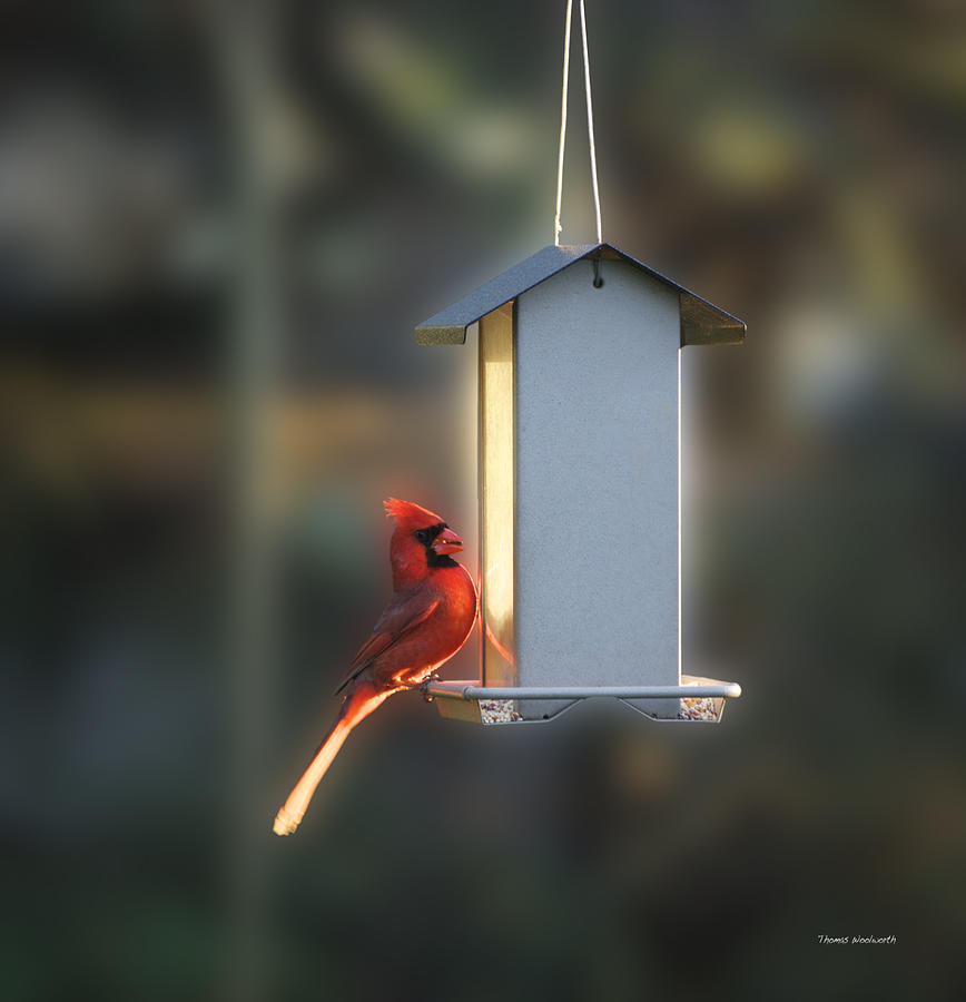 Cardinal Photograph - Bird Feeder 06 by Thomas Woolworth