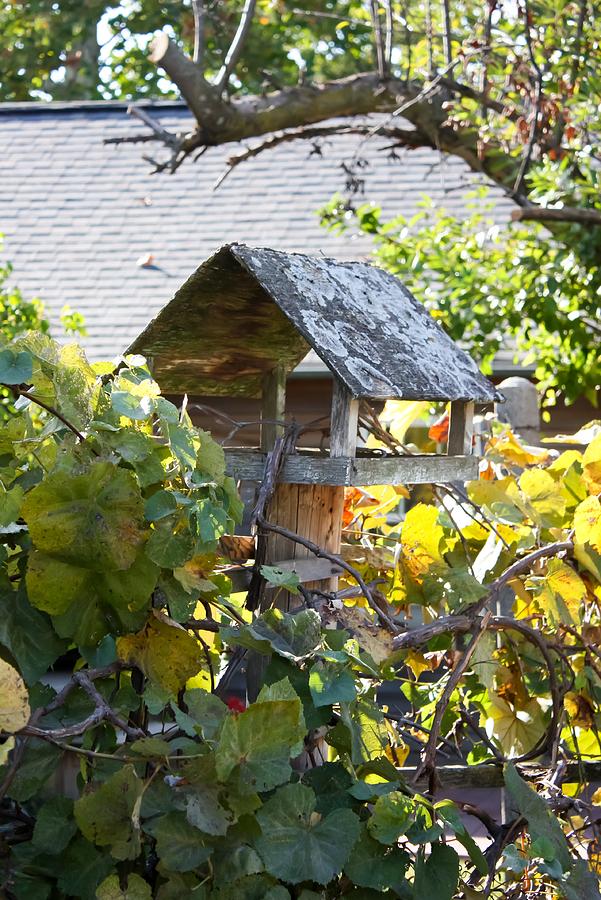Bird Feeder Amongest the Grapevines Photograph by Cynthia Woods