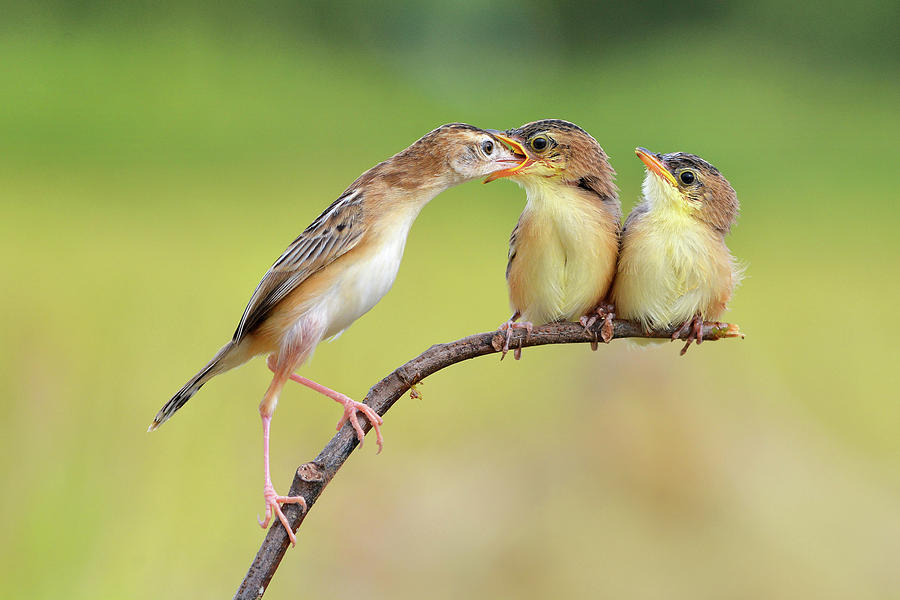 Bird Feeding Babies Photograph by Memensaputra