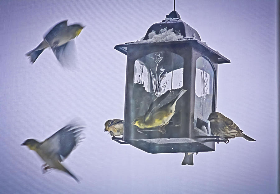 Bird Feeding Frenzy Photograph by Barbara Dean