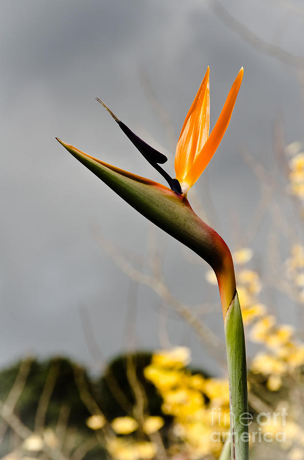 Bird Flower Photograph by Yurix Sardinelly