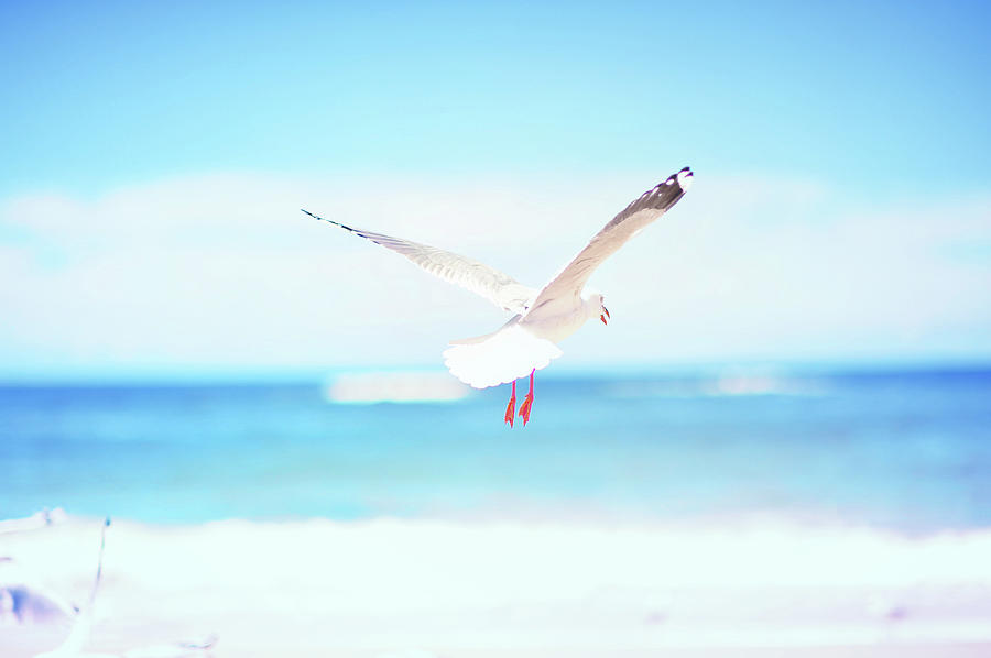 Bird Flying In Beach Photograph by Photo By Glenn Waters In Japan