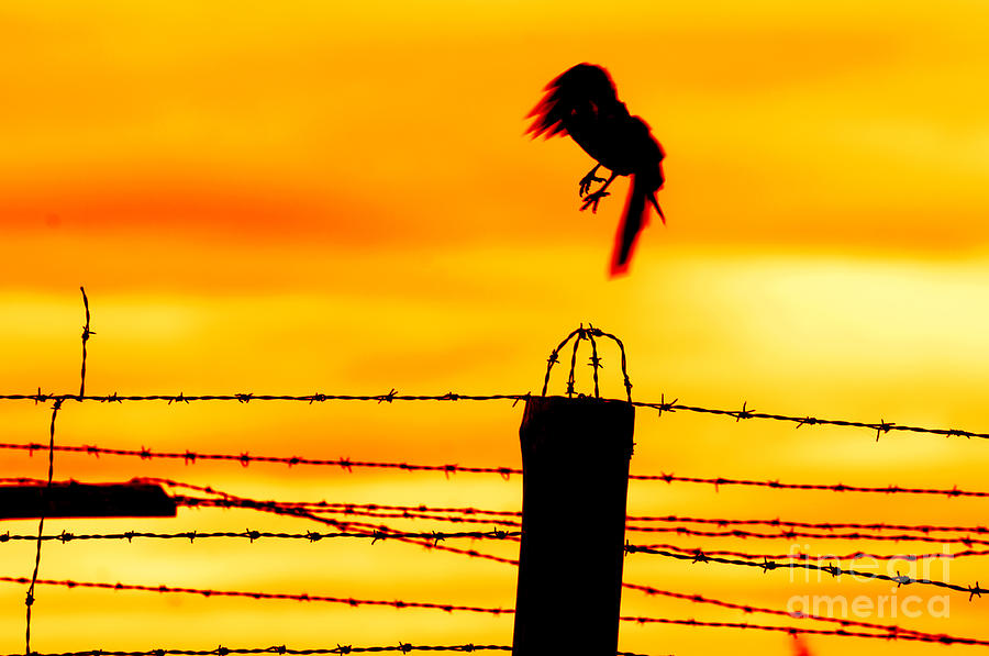 Bird Flying Off From Prison Fence Photograph by Michal Bednarek