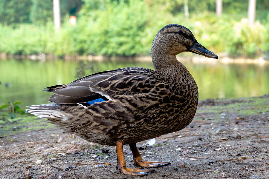 Bird - Gadwall Duck Profile Photograph by Scott Lyons