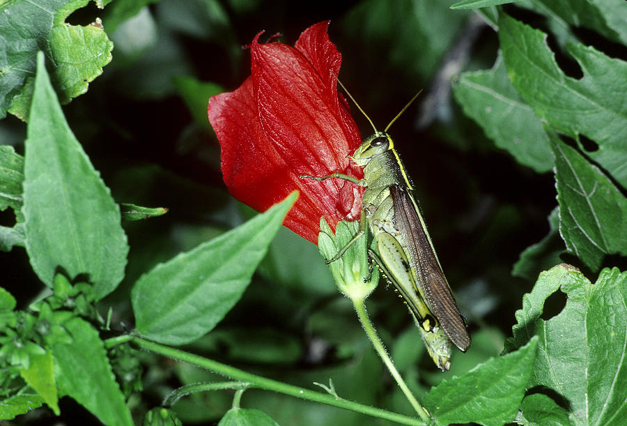 Bird Grasshopper Photograph by Ken Brate