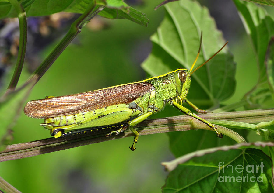 Grasshopper Photograph - Bird Grasshopper - Leather Coloration by Kathy Baccari