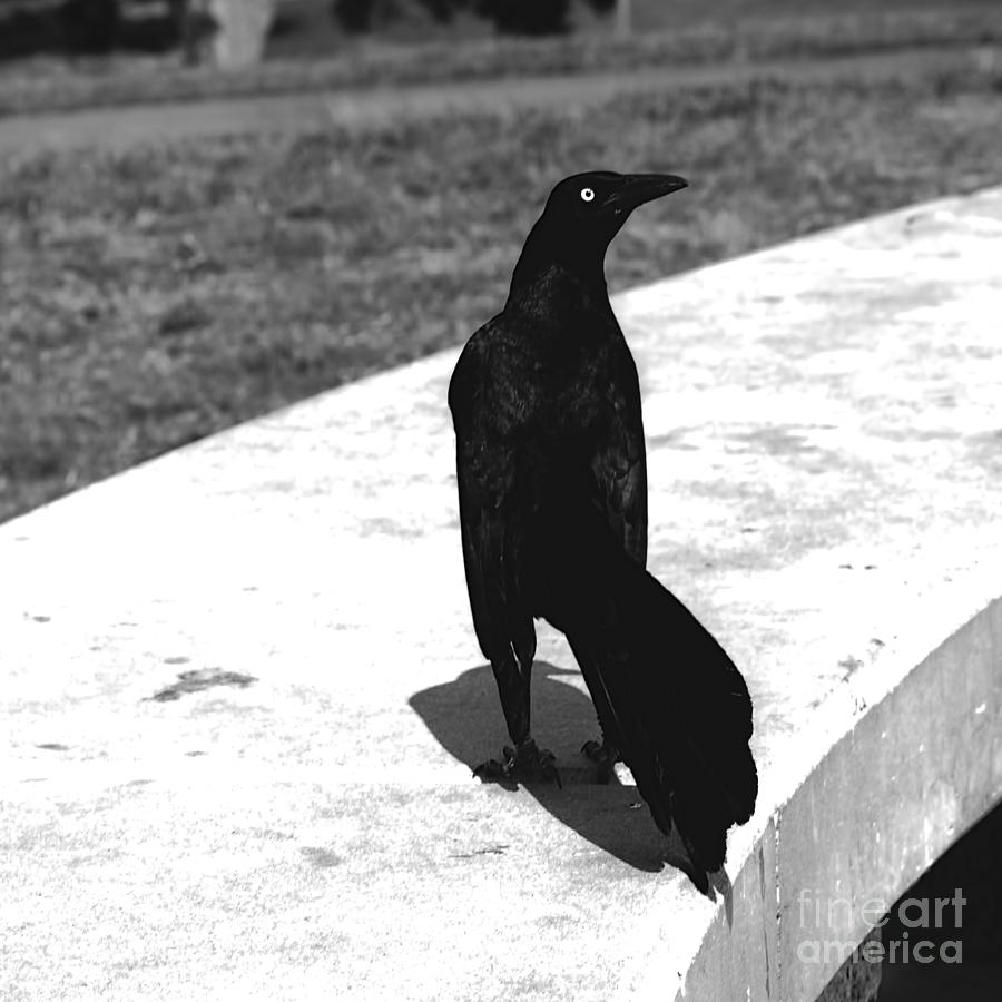 Bird - Great Tailed Grackle - Luther Fine Art Photograph by Luther Fine Art