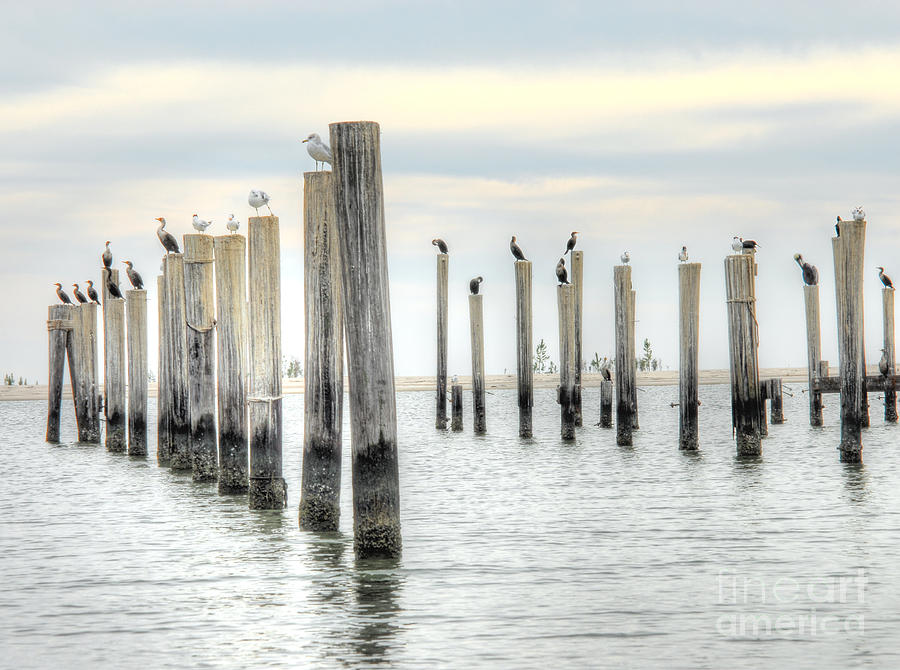 Bird Haven Photograph by Anthony Wilkening