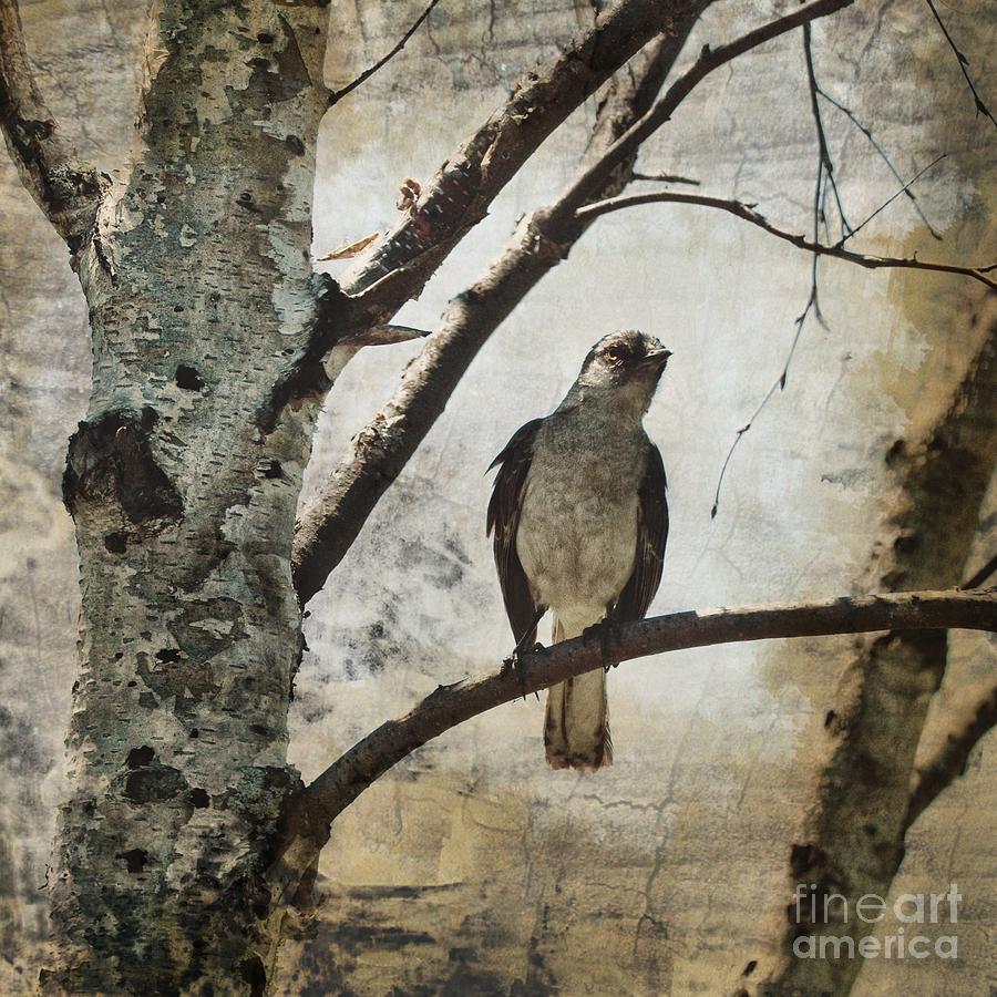 Nature Photograph - Bird by HD Connelly