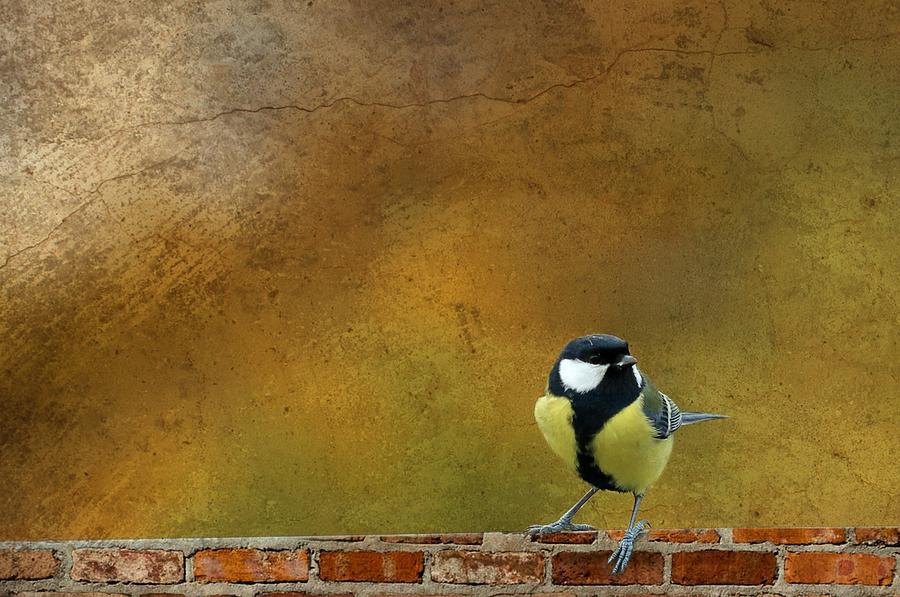 Bird Photograph - Bird by Heike Hultsch